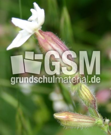 Leimkraut-A1.jpg